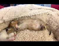 Kittens asleep wiggling tails while sleeping