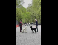 Two Poodles Meet in Park 