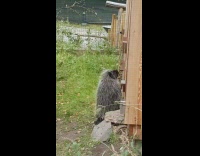 Porcupine stand and dance around chainsaw sound