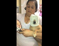 Dog with towel around face lady cuts nails yelp