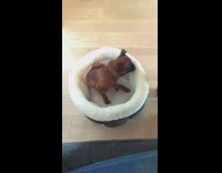 Brown Dog Jumps Out of White Bowl Bed