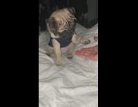 Pug unsure of what to do when owner puts palm out