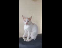 Cat sitting and posing on motorcycle 