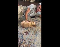 Guy moves sleeping golden retriever puppy dog