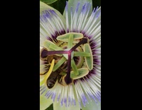 Pair of Bees Pollenates Flower on Yard