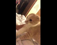 Collab Clips mpugc - Orange cat hiss girl face mask scare