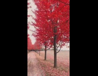 Red trees autumn park grass asphalt walkway 