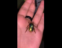 Shiny golden beetle on hand black ring