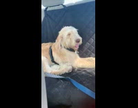 Brown dog lays pants back seat car 