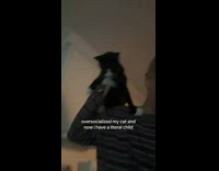 Compilation cat talking to owner 