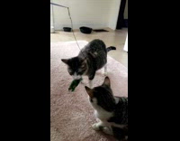 Cat playing with toy hits other cat