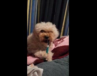 Dog on bed brush teeth chew toothbrush