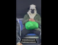 Man with pug mask back of bus