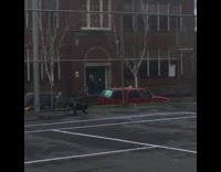 Dog runs around tennis court with ball