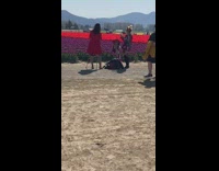 Lady in a Chair and a Woman in a Blue Ball Gown Prepare for Photoshoot in Flower Fields