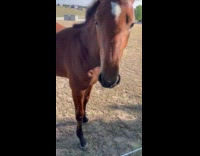Guy show young brown horse on field