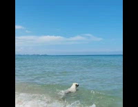 Pug swim on beach fetch tennis ball