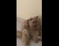 Cat sit on floor with folded ear