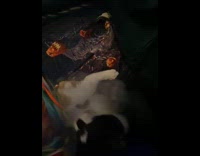 Cat plays toy wand pulls it aggressively