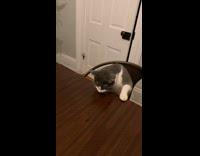 Woman eats dinner with cat at table