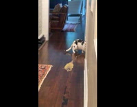 Cat Pukes Out Leftover Tuna on Floor