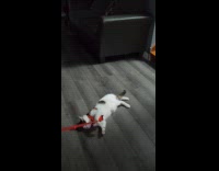 Cat on orange leash pulled on floor