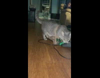 Cat walking on floor trapped with plastic bag