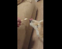 Pet dog eats ice cream and also the stick