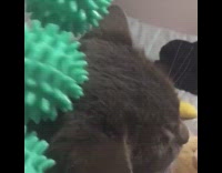 Grey cat gets massage green roller bed