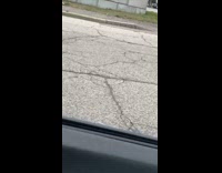 Collab Clips MPUGC2 - Womans car being chased by turkey