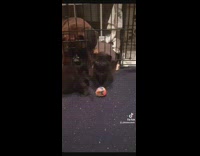 Ball thrown at small black kitten and it looks sad 