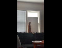 Cat attempts to jump on window failed