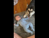 Husky dog howling next to baby on grey blanket bed