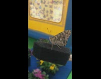 Brown grey butterfly on black sponge paintbrush 