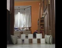 Brown puppy dog jumps over toilet paper