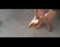 Chicken curls up neck when lifted by the woman