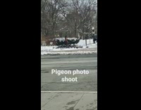Pigeon photo shoot 