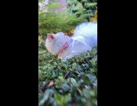 Cat wearing tutu dress sitting on bushes