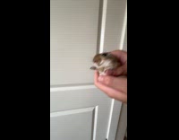 Woman gives gerbil high five 