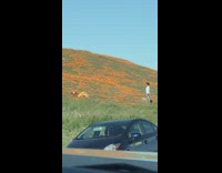 poppy field bloom yellow pants selfie car