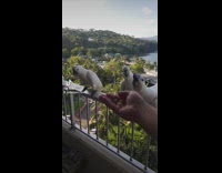 Man hand feeding wild cockatoos at balcony