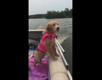 Dog orange life vest stands on edge of boat and smells the air