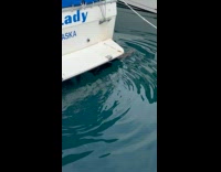 Collab BitchMP - Otters eating fish on a boat 