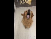 Two dogs miss catching spaghetti noodles fail 