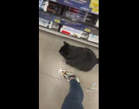 Black cat in hardware store follows woman shopping