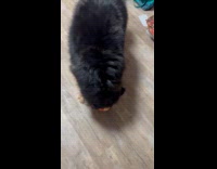 Dog bites crab toy jumps on couch