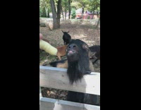Woman feed black goat licking tongue movement
