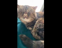 Collab Clips MPUGC2 - Compilation video of cat meowing