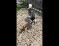 Husky takes tiny dog on walk 