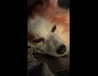 Dog fights its sleepiness front of laptop